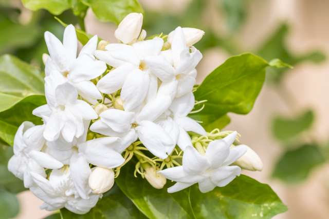 Une photo illustrative de beaucoup de fleurs de jasmin à grandes fleurs et de leurs feuilles vertes. Le fond de l'image est constitué de feuilles vertes floutées.