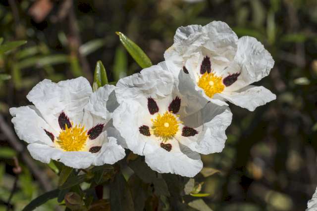 Una foto de tres flores de cistus labdanum en la naturaleza.