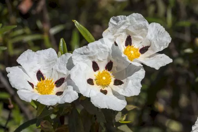 Une photo de trois fleurs de ciste labdanum dans la nature.