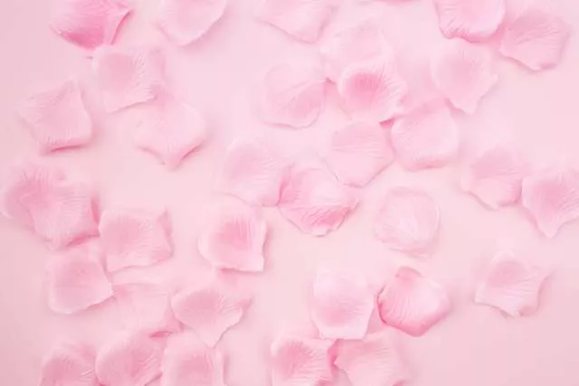Une photo illustrative de quelques pétales de rose sur un fond rose.
