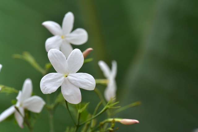 Une photo de quatre fleurs de jasmin grandiflorum. L'une est de face, les trois autres sont en fond et floutées.