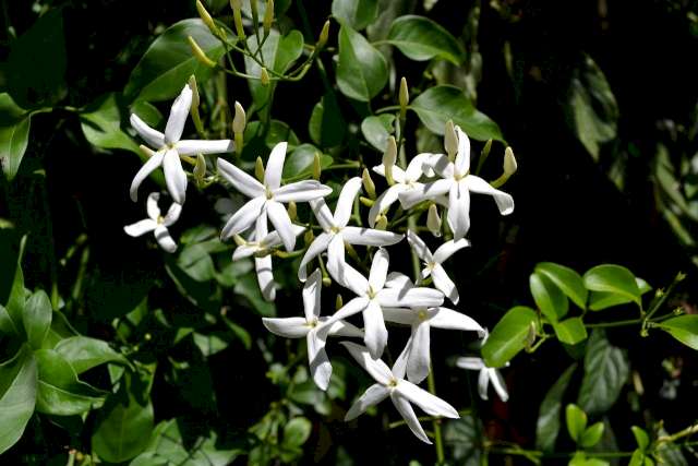 Une photo illustrative de fleurs de jasmin grandiflorum et de leurs feuilles vertes dans la nature.