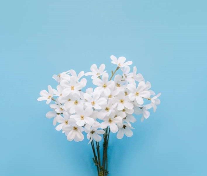 Une photo qui illustre un bouquet de fleurs de jasmin sur un fond bleu. 