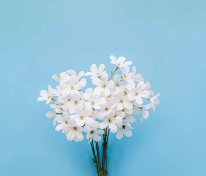 Une photo qui illustre un bouquet de fleurs de jasmin sur un fond bleu.
