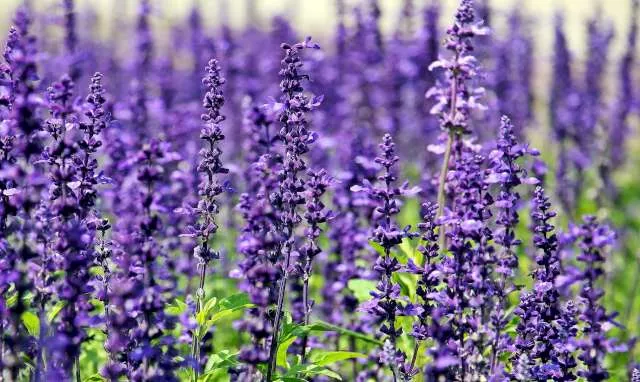 Une photo illustrative des fleurs de lavande dans la nature.