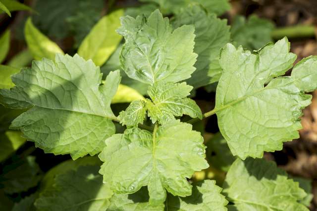 Una foto ilustrativa de hojas de pachulí verde en la naturaleza.