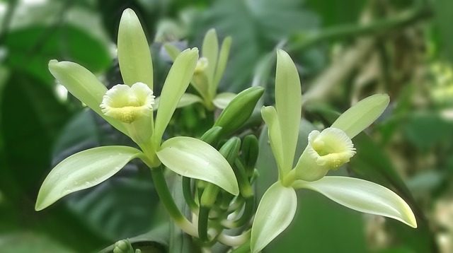 Una foto de dos flores verdes de vainilla en flor temprana. El fondo está hecho de hojas de plantas verdes borrosas.