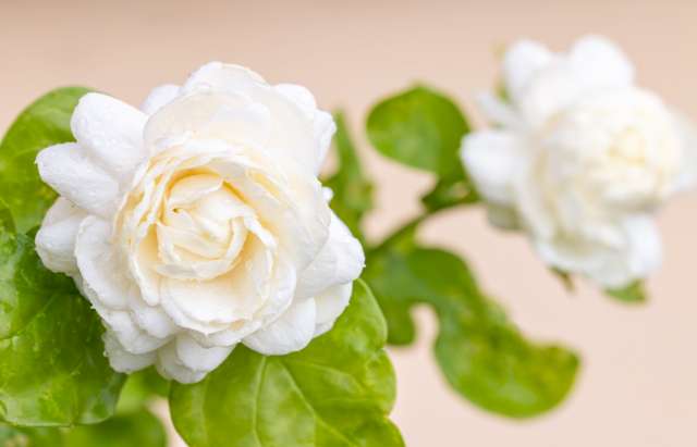 Une photo de deux fleurs de jasmin sambac et de feuilles vertes. L'une est de face, la deuxième est en fond et légèrement tournée à droite.