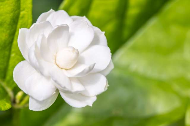 Une photo illustrant une fleur de jasmin sambac sur un fond de feuilles vertes.