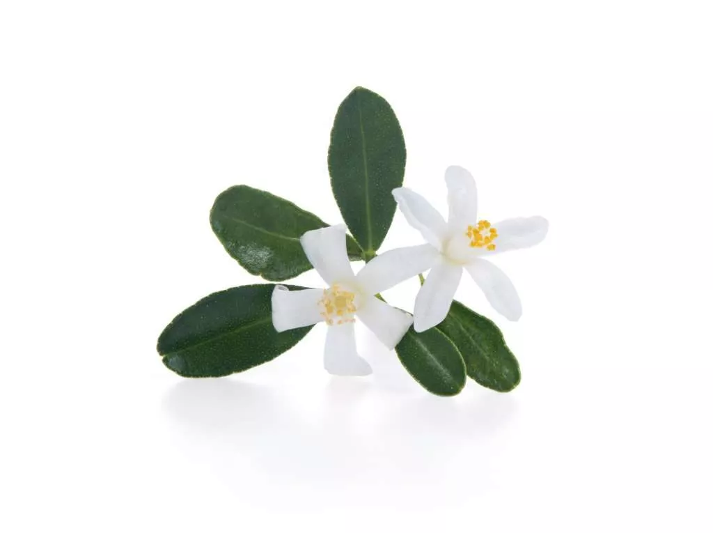 Une photo de deux fleurs d'oranger sur un fond blanc.