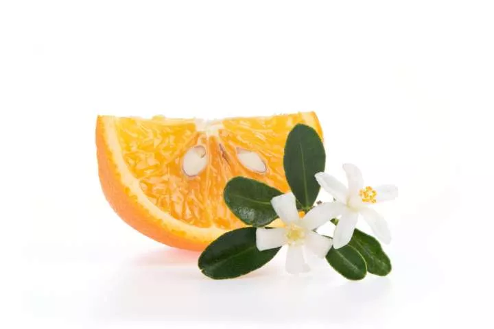 La fleur d'oranger en parfumerie