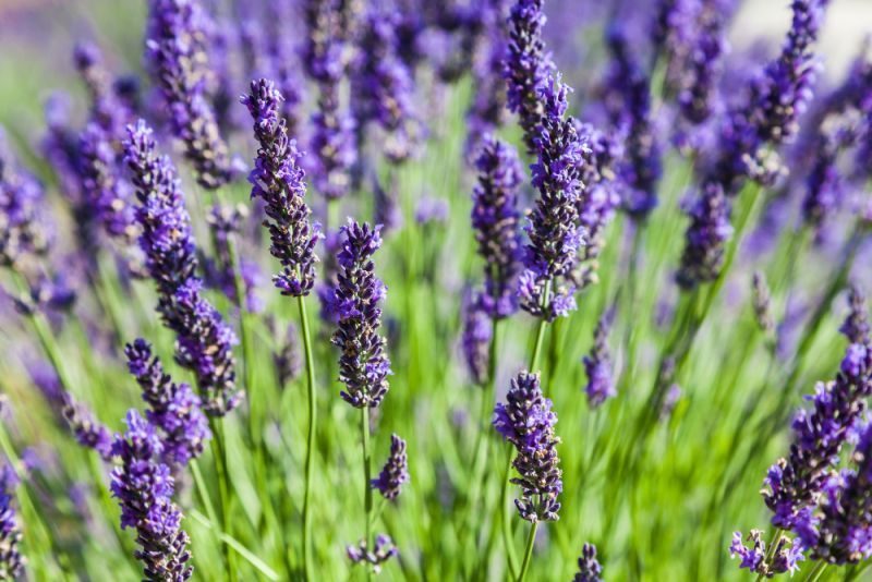 Une photo illustrative de fleurs de lavande dans la nature.
