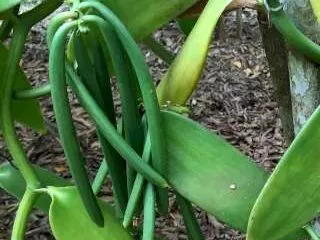 Une photo qui illustre quelques gousses vertes de vanille dans leur milieu naturel avant leur récolte.