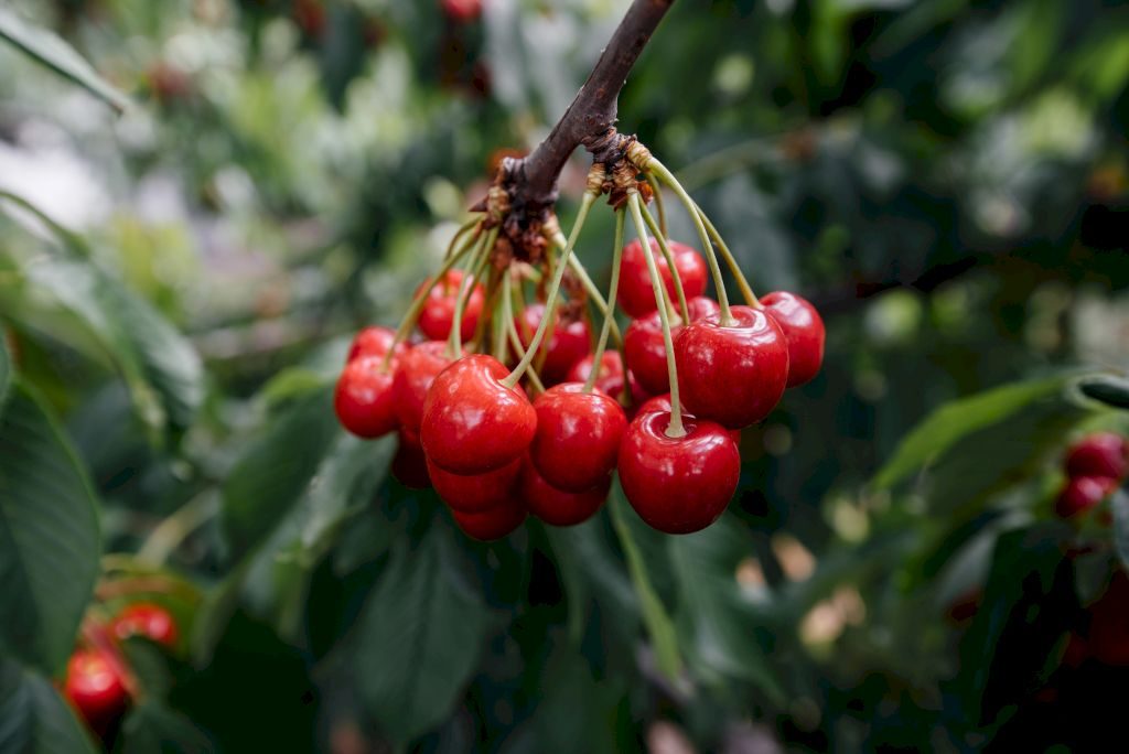 Une photo de cerises mures de couleur rouges dans un arbre de cerisier.