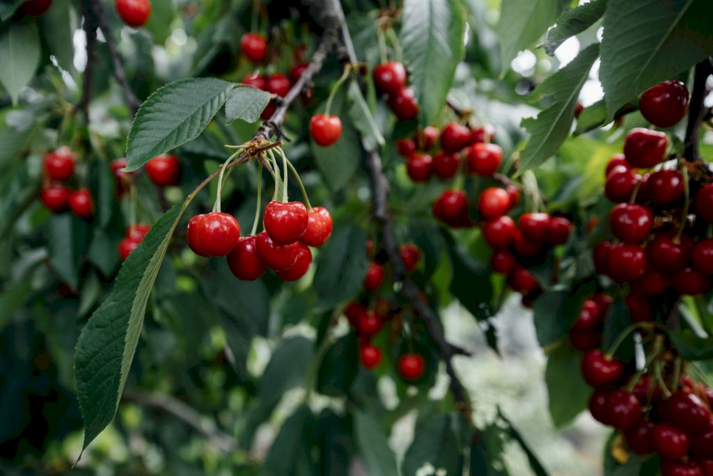 Une photo de la cerise utilisée dans les parfums sur fond de feuilles d'arbre de cerisier.